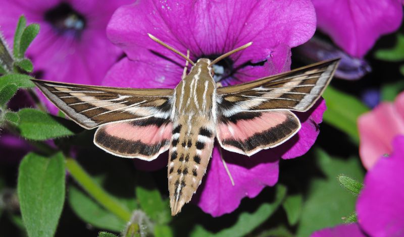 ID-lepidottero-Sphingidae(USA)